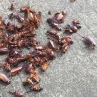 天氣變冷蟑螂都藏到哪去了呢？