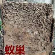 別墅墻體挖出超大白蟻巢?。?！
