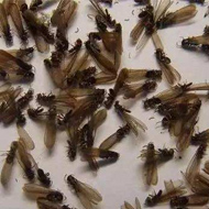 別墅易發(fā)生白蟻危害？